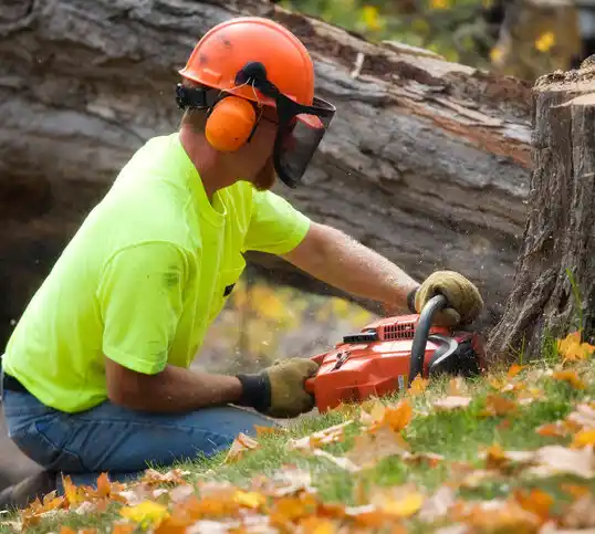 tree services Cuba